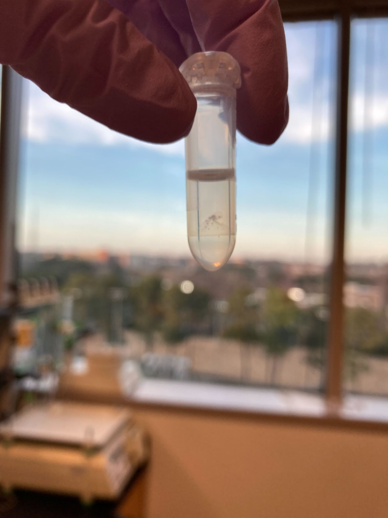 Image of DNA in a 1.5 mL EpiTube with NC State's campus seen out a window in Jordan Hall